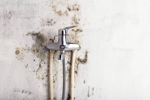 Best HVAC Mold Remediation in Cold Spring, MN