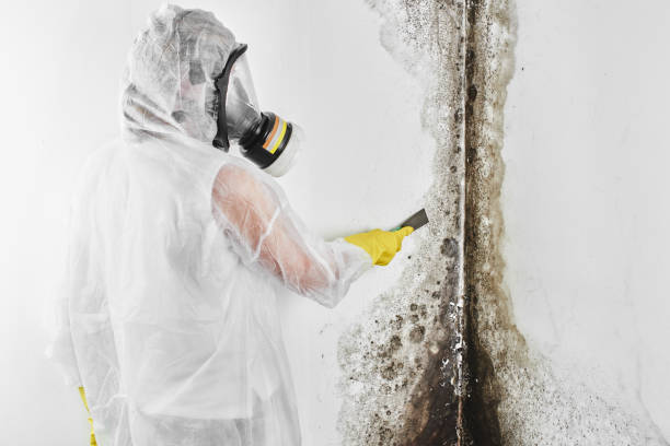 Best Basement Mold Remediation in Cold Spring, MN