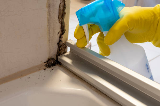 Best Black Mold Remediation in Cold Spring, MN