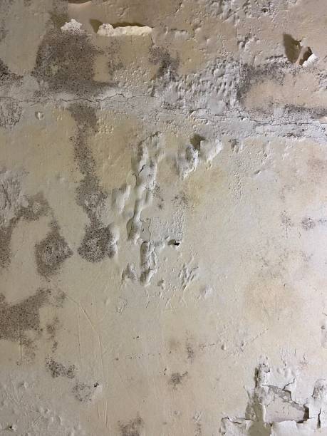 Best Residential Mold Remediation in Cold Spring, MN
