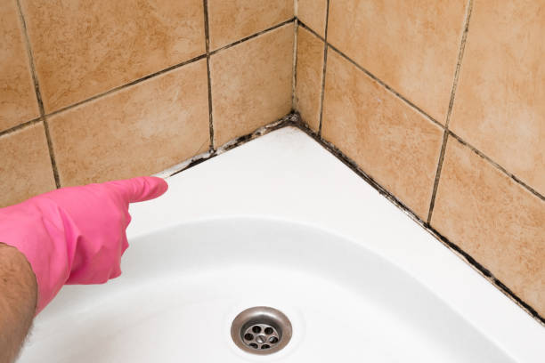 Trusted Cold Spring, MN Mold Remediation Experts